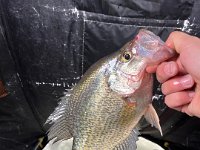 Another Guelph Lake Crappie while Ice Fishing ...