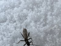 A Lower Maitland River Winter Stonefly ...