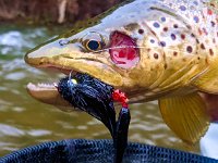A Adult Upper Credit River Brown Trout Damaged Cheek Plate ...