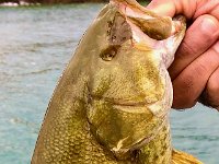 A one-eyed adult smallmouth bass ...