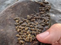 A Upper Grand River Caddis Larvae ...