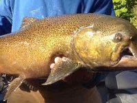 Chinook Salmon Damaged Mouth A A mature spawning Chinook Salmon with massive upper jaw damage.