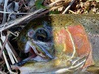 Freaks of Nature Sauble River Steelhead Damaged Upper and Lower Jaws A ... This mature Steelhead is very Healthy despite MASSIVE top AND BOTTOM Jaw damage ...