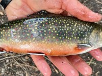 Endi's Guelph Area Brook Trout ...