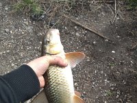 A Golden Redhorse Sucker from the Thames River ...