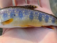 Another look at a Guelph Area Brook Trout ...