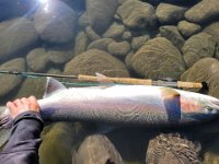 Another of Kevin's Terrace British Columbia Steelhead ...