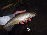 Another of Richard's Upper Saugeen River Brook Trout ...