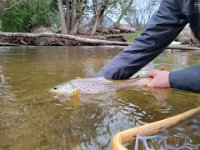 Brandon's Resident Upper Credit River Brown Trout ...
