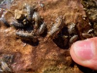 Upper Grand River Isopods ...