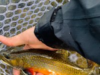 Another Look At A Beautiful Upper Credit River Brook Trout ...