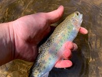 A Upper Saugeen River Rainbow Trout ...