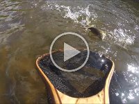 Grand River Brown Trout Damaged Red eye fish Go Pro