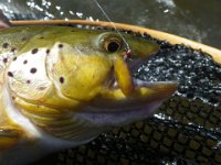 A Grand River Brown Trout With a Severely Damaged Maxillary Eats a beadhead Nymph.