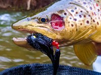 A Adult Upper Credit River Brown Trout Damaged Cheek Plate ...