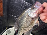 A Guelph Lake Crappie while Ice Fishing ...