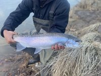 Blake on the Lower Credit River with a February Chrome Steelhead ...