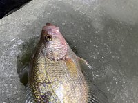 Another Guelph Lake Crappie while Ice Fishing ...
