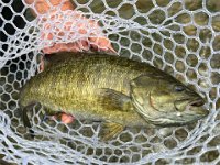A SPECTACULAR Bighead River Smallmouth Bass ...