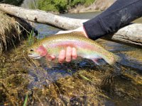 Alex's Upper Credit River Rainbow Trout ...