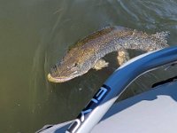 A Northern Pike Release Boat-Side ...