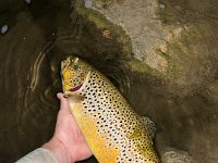 Jacob's Upper Grand River Brown Trout ...