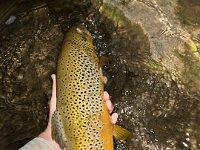 Jacob's Upper Grand River Brown Trout ...