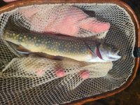 A Brook Trout - North of Sault Saint Marie ... Whitman creek - A Tributary of the Goulais River ...