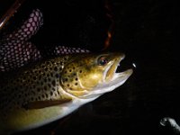 Another look at Richard's Upper Saugeen River Resident Brown Trout ...