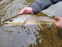 Brandon's Resident Upper Credit River Brown Trout ...