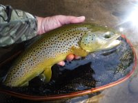 A Upper Credit River Resident Brown Trout ...